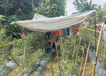 Mubin Khan Damanik Ditemukan Tewas di Kebun Cabe