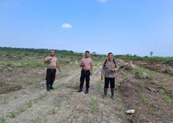 Polsek Sei Tualang Raso melakukan peninjauan dan pemantauan Lahan binaannya Percontohan Perkebunan Jagung yang dikelola kelompok tani sehati lestari Pak Nanang