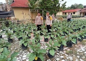 Kabag SDM Kompol J. Sinaga melaksanakan pengecekan tanaman Cabai Merah, Cabai rawit dan Terong yang ditanam di pekarangan belakang Mako Polsek Tanjung Balai (TB) Selatan