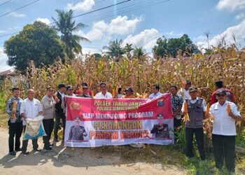 Polsek Tanah Jawa Panen Jagung dalam Penguatan Program P2L