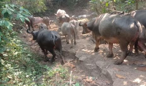 Inseminasi Buatan Jadi Andalan Lebak Dongkrak Populasi Kerbau