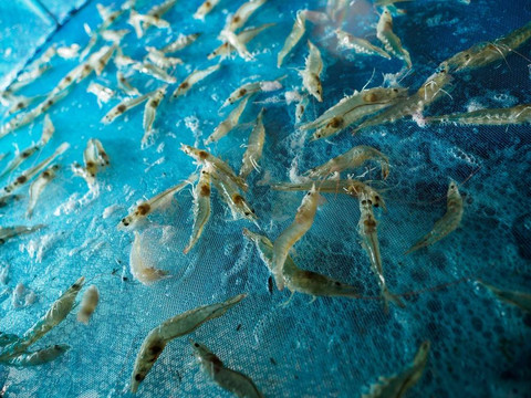 Indonesia Menimbang Efisiensi Produksi Udang Hadapi Dominasi Ecuador