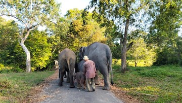 Kebakaran Landa Taman Nasional Way Kambas, Gajah Liar Dipastikan Aman