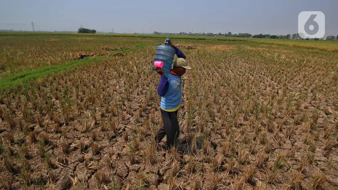Kekeringan Ancam 201 Hektare Sawah di Kabupaten Tangerang