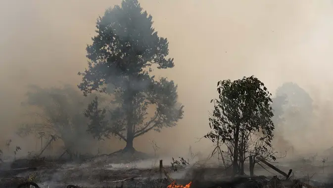 Kebakaran Hutan Telah Menghanguskan 107 Ribu Hektare Lahan Nasional