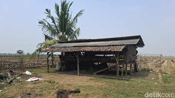 Puluhan Kambing di Serang Raib Dicuri, Diduga Disembelih di Pematang Sawah