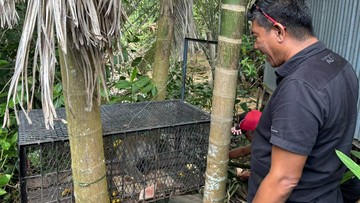 Kera Ekor Panjang Penyerang Warga Inhil Berhasil Diamankan
