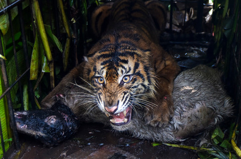 Karhutla Suaka Margasatwa Kerumutan Riau Mengancam Habitat Harimau Sumatera
