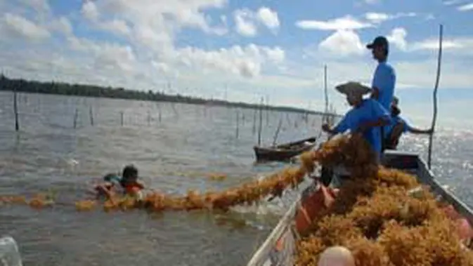 Pemkab Kobar Tetapkan Perluasan Budidaya Rumput Laut di Teluk Bogam
