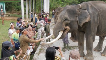 Populasi Gajah Sumatera di Bengkulu Tersisa 25 hingga 30 Ekor