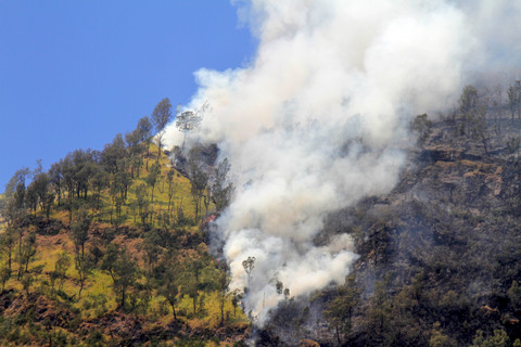 Kebakaran Gunung Bromo Meluas Menjadi 520 Hektare Akibat Angin Kencang