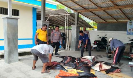 Polres Jembrana Gagalkan Perdagangan 11 Pari Mobula Dilindungi