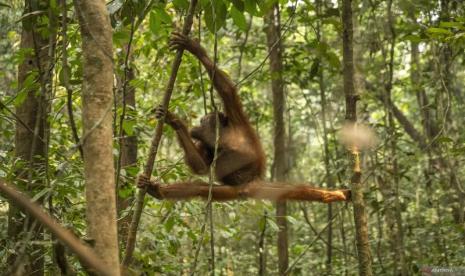 BKSDA dan IAR Evakuasi 46 Orangutan dari Karhutla Kalimantan Barat