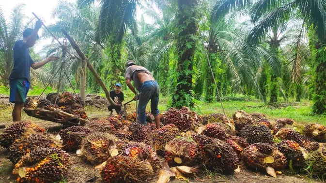 Pemerintah Provinsi Riau Perketat Pengawasan Tata Niaga dan Timbangan Sawit Petani