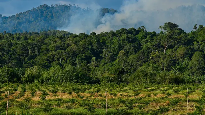 Fraksi DPR Aceh Desak Evaluasi Izin Perkebunan dan Tambang