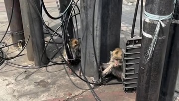 Dinas KPKP Usut Viral Dua Monyet Diikat di Lampu Merah Kalibata
