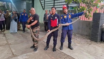 Camat Bagelen Evakuasi King Cobra Tiga Meter dari Rumah Warga