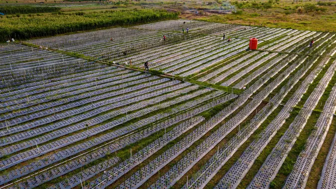 Petani Pidie Jaya Sulap Lumpur Sisa Banjir Jadi Lumbung Bawang