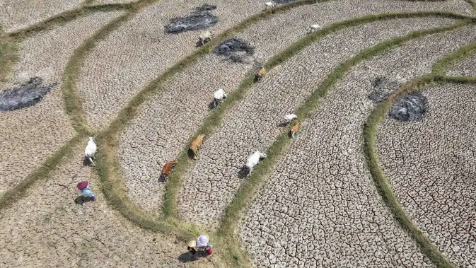 El Nino Perparah Kekeringan Sawah di Jonggol