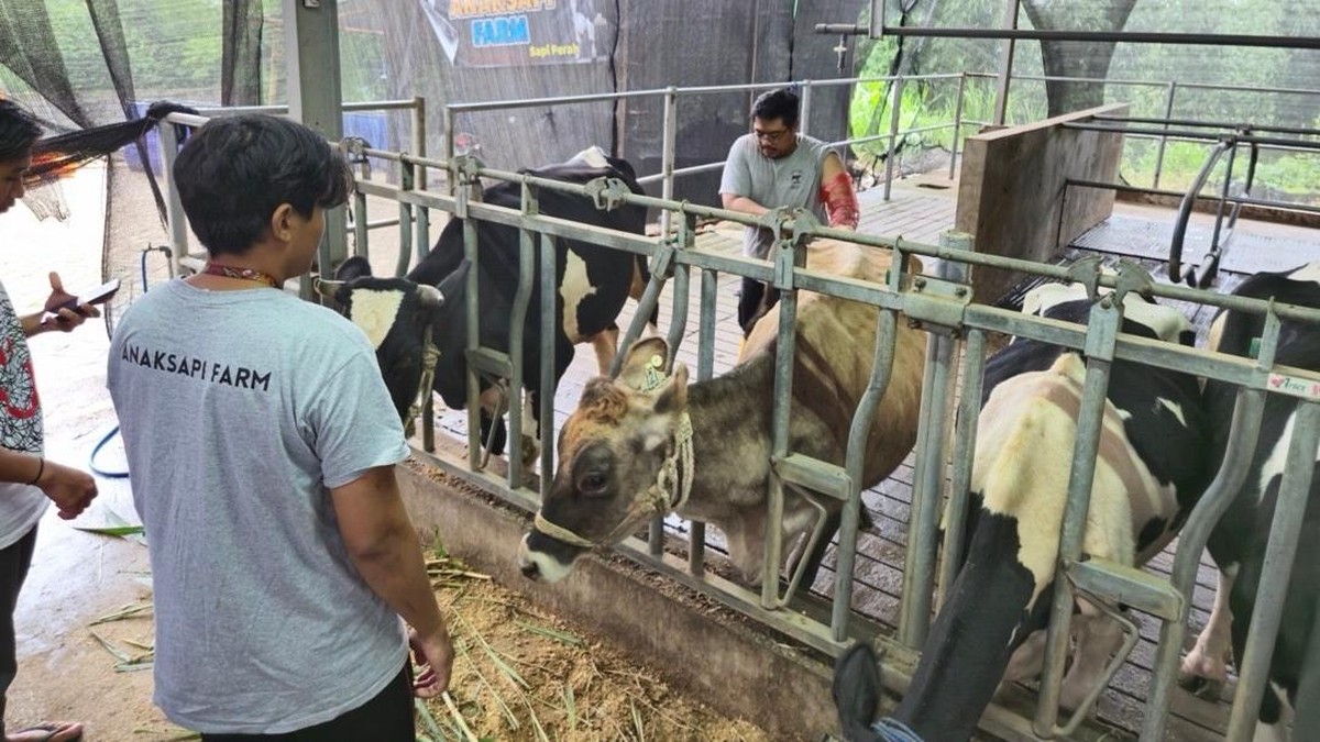 BRI Peduli Dongkrak Kapasitas Peternak Sapi Perah di Malang