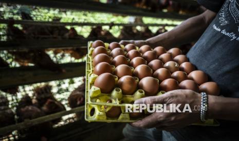 Disparitas Harga Telur: Peternak Rp20 Ribu, Konsumen Rp40 Ribu