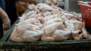 Ayam Ras Naik di 188 Daerah: Dua Sisi Dampaknya bagi Ekonomi