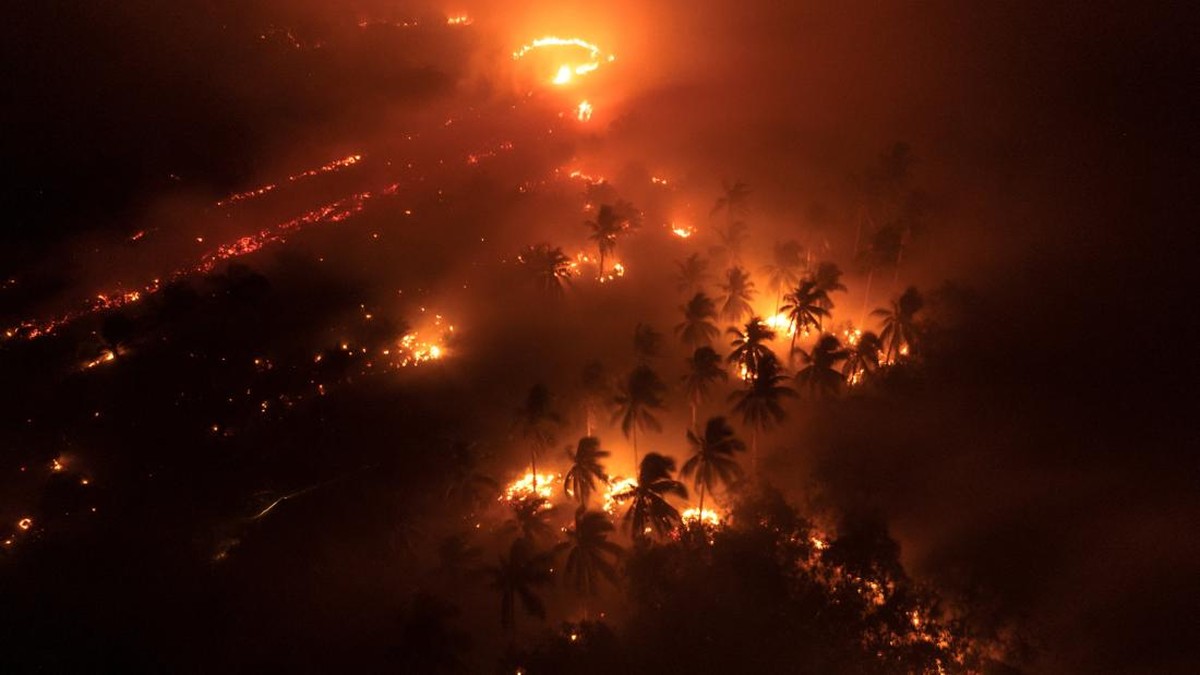 Hukuman Berat Perusak Hutan, Insentif Pajak bagi Penjaga Alam