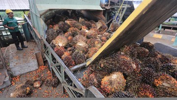 Strategi Indonesia Hindari Tarif 10 Persen AS untuk Sawit
