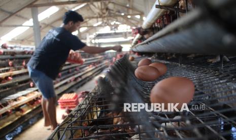 Perluasan Pasar Dorong Investasi Industri Protein Nasional