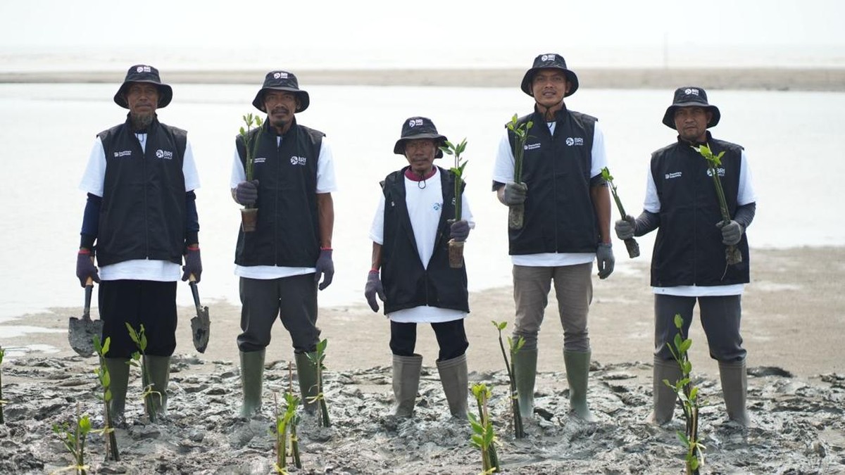 Aksi Hijau BRI Peduli: Tanam 24.000 Mangrove di Pesisir Karawang