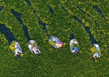 Tradisi Panen Kacang Air di Taizhou Jiangsu Kembali Meriah