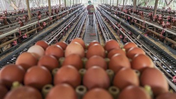 Harga Telur Anjlok, Peternak di Bawah Tekanan Biaya Pakan