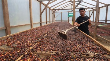 Petani Kopi Gayo Lues Pulih Pascabanjir, Panen Tembus Pasar Jawa