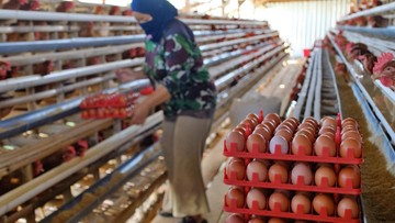 Harga Telur Anjlok, Pemerintah Jaga Pakan dan Andalkan Dapur MBG