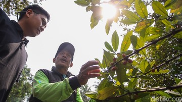 Kebun Kopi di Hutan Kota Jakarta: Konservasi dan Edukasi