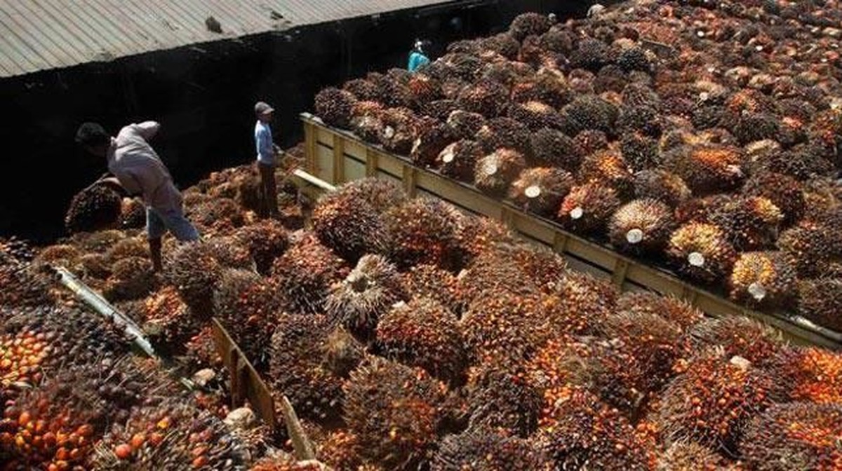 Duta Palma Bantah Klaim JARR sebagai Pembeli CPO Beritikad Baik, Kuasa Hukum Soroti Ketidaksesuaian Dokumen