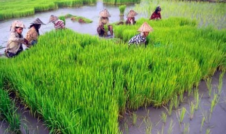 889 Sertifikat PVT Terbit, Menimbang Peluang dan Tantangan Swasembada Pangan
