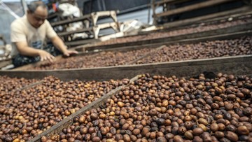Ekspor Kopi Indonesia 2025 Diproyeksi Tembus US$ 692 Juta
