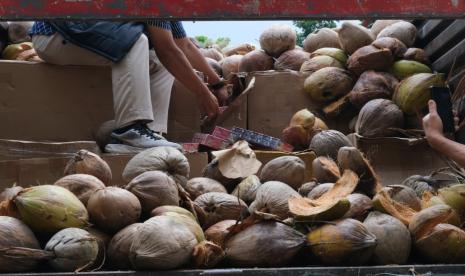 Peremajaan 9.000 Hektare Kelapa Dimulai 2027, Produktivitas Jadi Taruhan