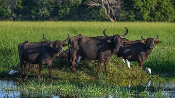 Harga Sapi Domestik Melonjak, Kerbau Australia Jadi Alternatif Impor