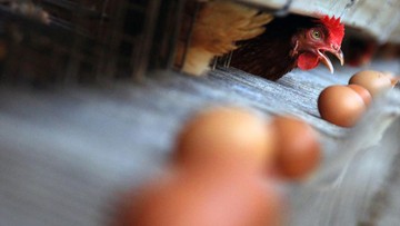 Industri Protein RI Siap Kuasai Pasar Asia Tenggara