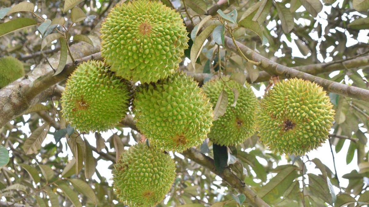 Ketika Durian Lokal Jadi Barang Mewah di Eropa