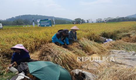 IPB Uji Padi Hemat Air di Merauke, Panen Ditargetkan 10 Ton per Hektare