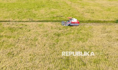 Harga Gabah Rp 6.500 Bulog Hidupkan Lagi Sawah Petani Penajam Paser Utara
