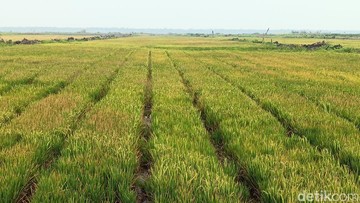 Korea Minati Investasi Irigasi 750 Ribu Hektare di Merauke