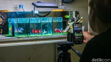 Live Streaming Jadi Andalan Penjual Ikan Cupang di Tengah Tren Pasar
