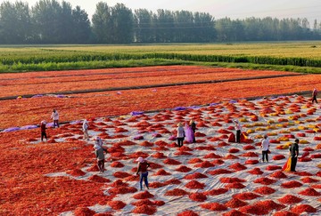 Panen Cabai di China: Peluang Cuaca Cerah dan Risiko Pasar