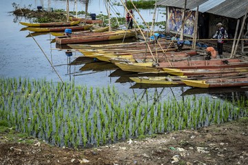 Surutnya Rawa Pening: Adaptasi Petani dan Risiko Ketahanan Pangan Jangka Panjang