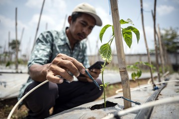 IoT di Pertanian Semarang Dorong Efisiensi dan Produksi Sayuran