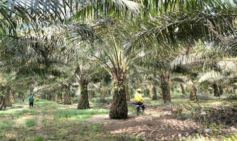 Pemerintah Dorong Modal Swasta ke Sawit, Produktivitas Jadi Taruhan